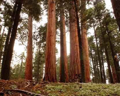 As with Redwoods,our intertwined roots create a super-strong network
